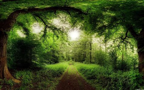 Mystery Forest Wallpapers Top Free Mystery Forest Backgrounds