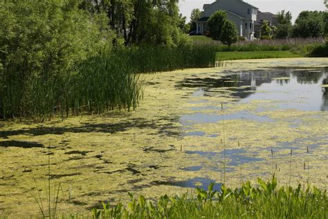 How To Control Algae In Ponds Or Lakes Maintaining Healthy Water