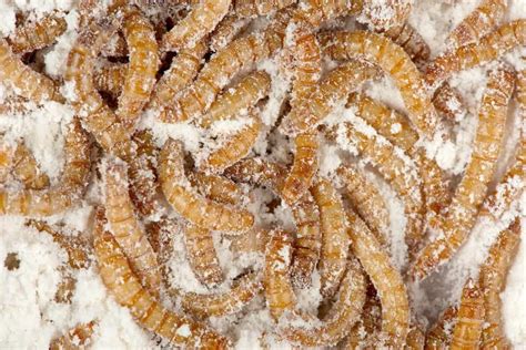 How To Start A Mealworm Farm A Comprehensive Guide For Beginners