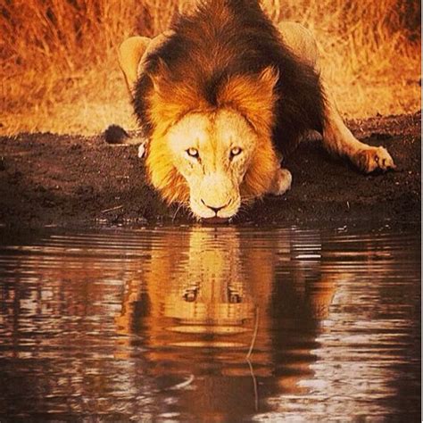 Pin by Kingheem on Animals | Animals, Lion