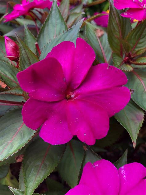 Impatiens Sun Compact Purple Bloom Masters