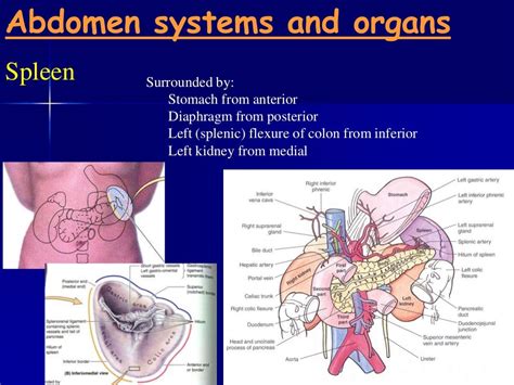 Anatomy Of The Abdomen And Pelvis Images And Photos Finder
