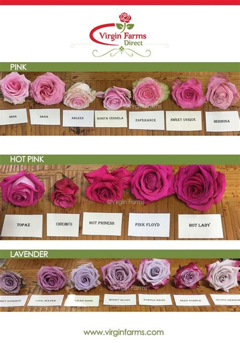 Rose Variety Comparison Chart Pink Hot Pink And Lavender Pink Flower