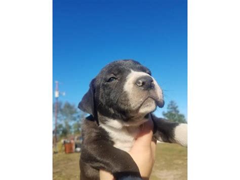 Category filters toggle filters to reveal or hide items. Free Bulldog puppies in Panama City, Florida - Puppies for Sale Near Me