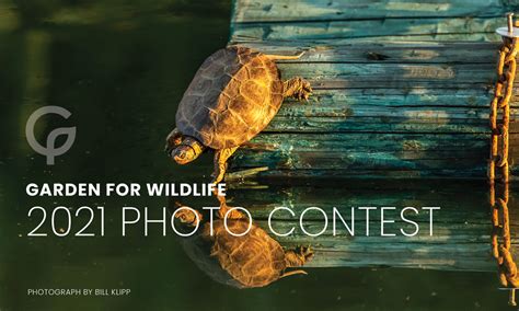 Photo Contest National Wildlife Federation