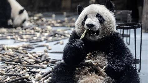 The Un Cuddly Truth About Pandas The Australian