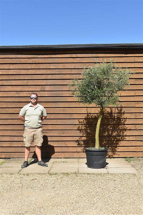 Tall Stem Lollipop Olive Tree No 334 Olive Grove Oundle