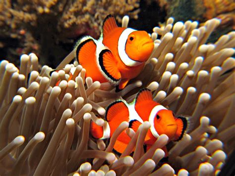 Mother Nature Clown Fish And Sea Anemone