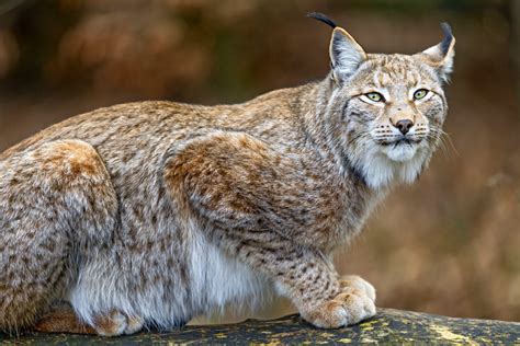 Wallpaper lynx, World's dangerous animals, predator, Animals #3978
