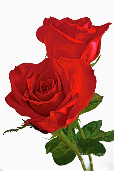 Two Red Roses On White Photograph By Regina Geoghan Fine Art America