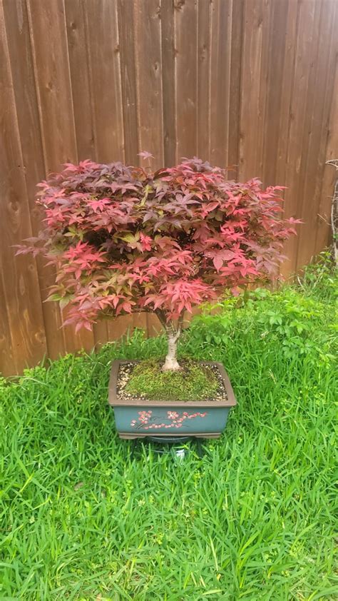 Rhode Island Red Japanese Maple Turning Green I Cannot Find Any
