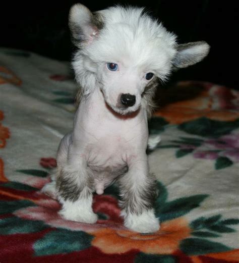 Pin On Chinese Crested Dogs