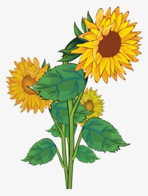 Sunflower PNG Images | PNG Cliparts Free Download on SeekPNG
