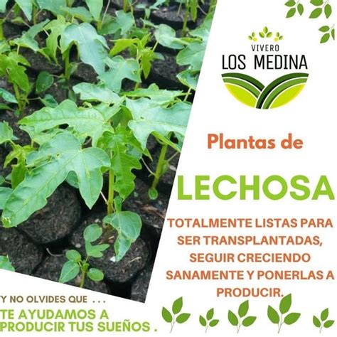 Planta De Lechosa O Papaya Vivero Los Medinas Agroshow