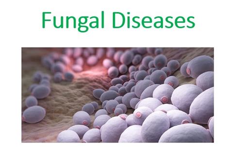 Fungal Disease Microbiology Notes