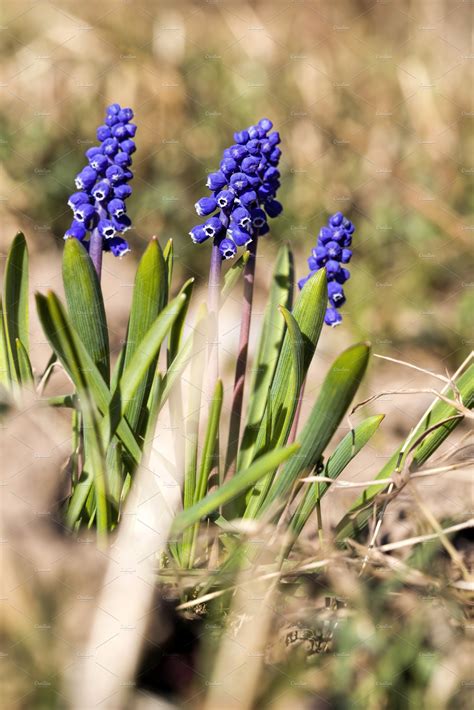 Little Blue Flowers High Quality Nature Stock Photos ~ Creative Market