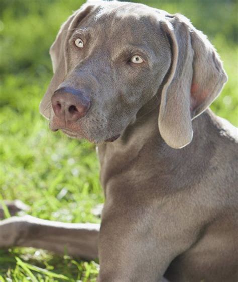 128 Best Images About Weimaraner Dog Breed On Pinterest