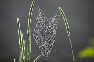 Dew Covered Spider Web Photograph By Christina Rollo