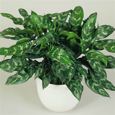 Tall Low Light Plants Favorite Easy To Care For Houseplants Low
