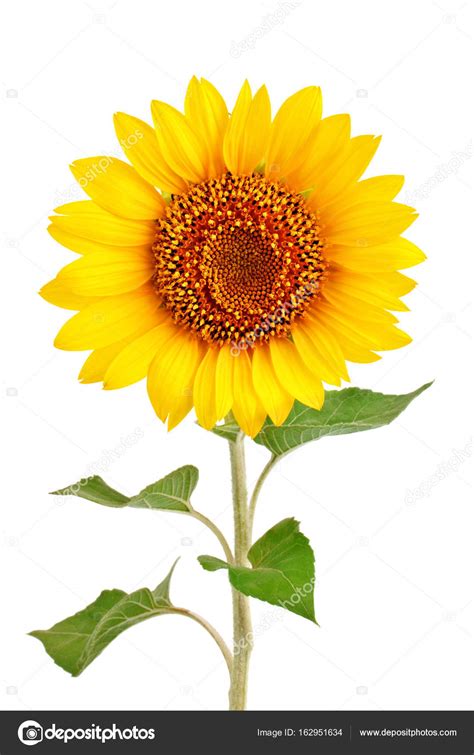 Beautiful Sunflower On White Background — Stock Photo © Nyurausova