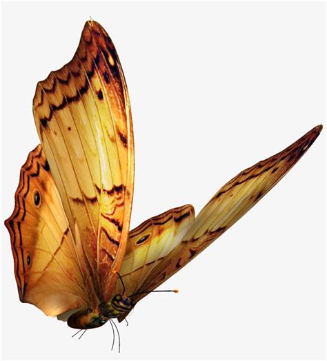 Butterfly overlay free brushes licensed under creative commons, open source, and more! Mariposas Png - Free Butterfly Photoshop Overlay ...