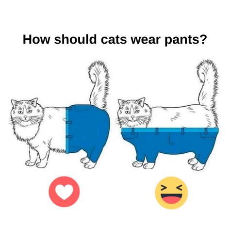 If Cats Wore Pants Which Way Should Paws Humane Society Facebook