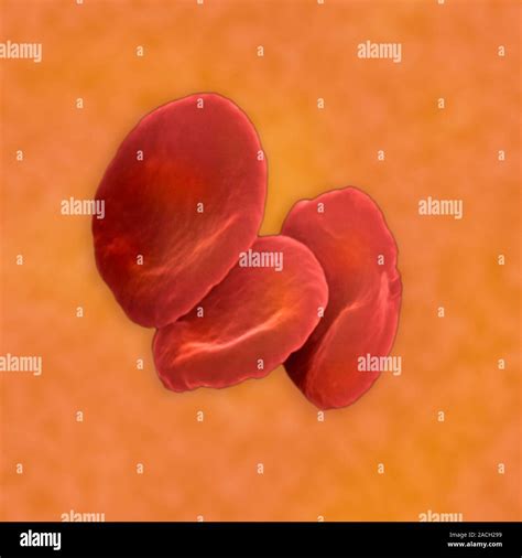 Red Blood Cells Stock Photo Alamy