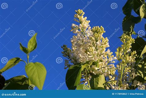 White Lilac At Sunset Stock Photo Image Of Lilac Garden 117895862