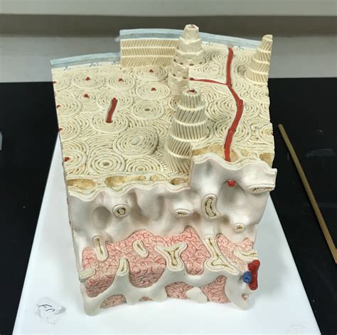 Bone Tissue Model Diagram Quizlet