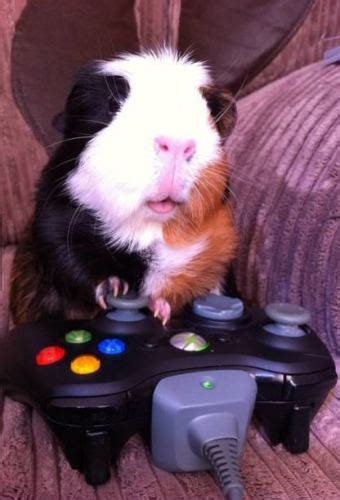 Animals With Game Controllers How I Failed Trying To Emulate The