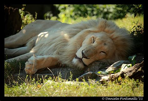 White Lion Nap By Tvd Photography On Deviantart