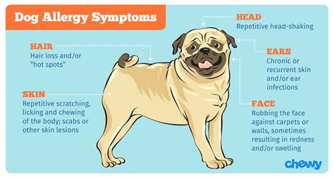 How To Treat Allergic Skin Disease In Dogs Petmd