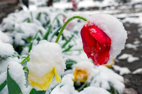 Tulip Emerging From Snow In Spring Flowers Under Snow Stock Image