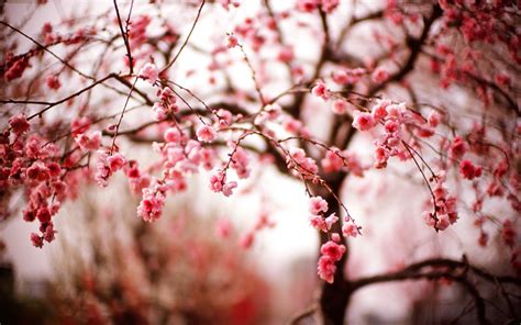 Free Download Beautiful Spring Cherry Blossom Wallpaper High Definition