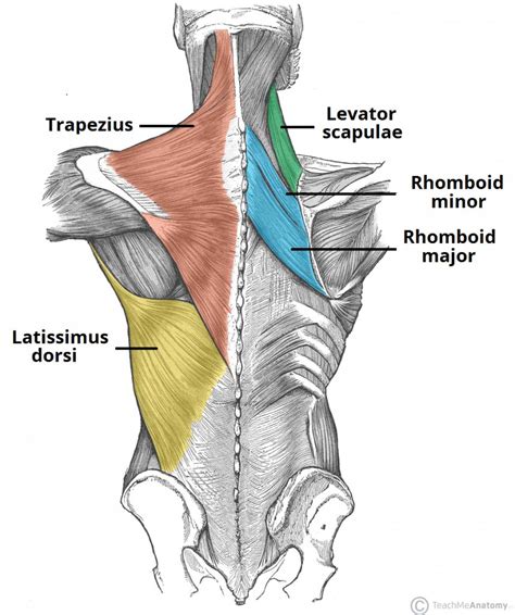 Back Muscles Anatomy Deep Back Muscles Anatomy Geeky Medics