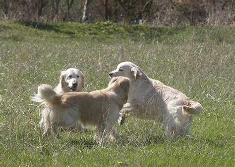 How much do golden retriever puppies cost? Golden Retriever del Alto de Bocos