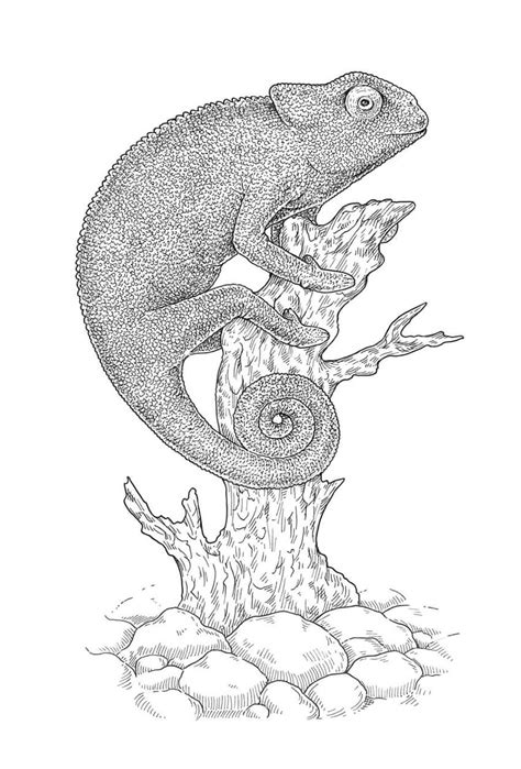 Draw an elongated oval shape attached to the head of the lizard to outline its body. How to Draw a Lizard With Ink Liners
