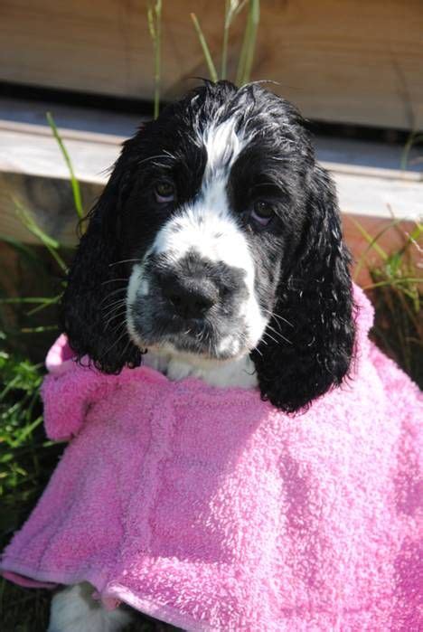 ➜ read more if you want more tips and advice on keeping a french bulldog, please head on over to our blog which has tonnes of content on it. Do Cocker Spaniels Shed Hair