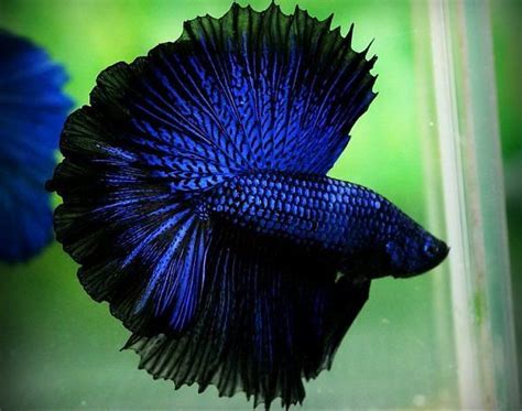 If you have the abundant time, resources, knowledge. The Easiest Way to Breed Betta Fish - wikiHow