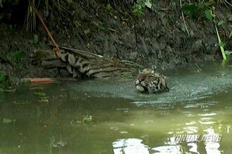 India Royal Bengal Tigress