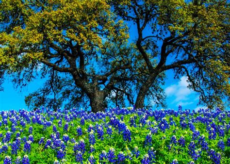 We have an extensive collection of stock photography, inculding texas wildflowers, big bend national park, landscapes, and insects. 9 Incredible Spring Flower Blooms Worth the Trip