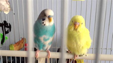 Is My Yellow Budgie Pregnant Youtube