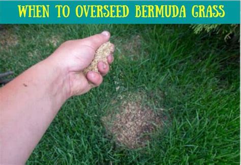 When To Overseed Bermuda Grass Best Time How To Overseed Crabgrasslawn