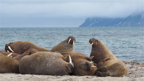 While Walruses Eat All Sorts Of Small Aquatic Creatures Their Food Of