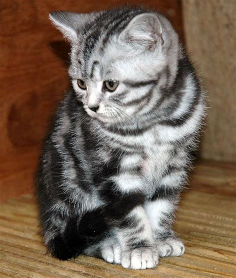 Many american shorthair cats demonstrate this pattern. 40 Pictures of Cute Silver Tabby Kittens - Tail and Fur
