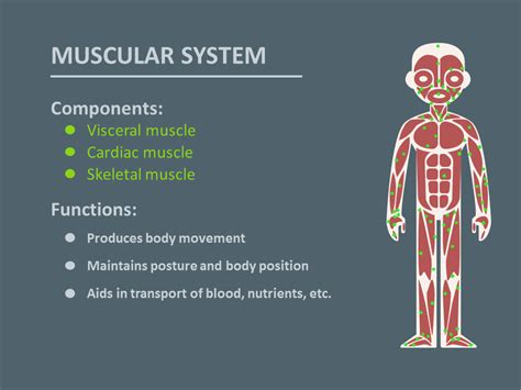 Basic Muscular System