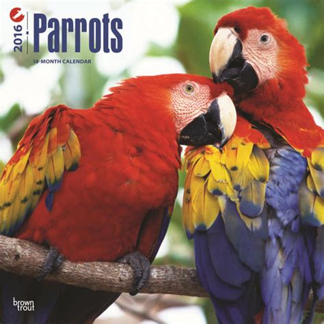 Parrots Wall Calendars 2016 Buy At Ukposters
