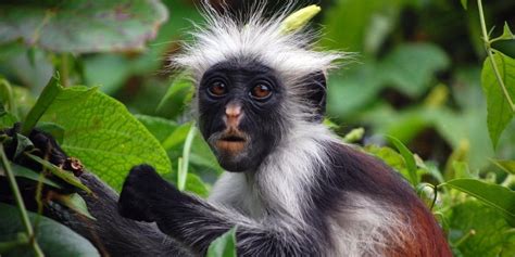 African Monkeys 10 Iconic Monkeys To Spot On Safari ️