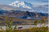 Pictures of How To Visit Denali National Park