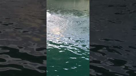 Kolam pancing kita (1) kolam pancing kuala pilah (1) kolam pancing syed (1) kolam pandamaran no. Kolam pancing udang galah sahabat - YouTube